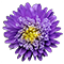 花卉世界_一個(gè)專門(mén)分享科普花卉養(yǎng)殖知識(shí)網(wǎng)！