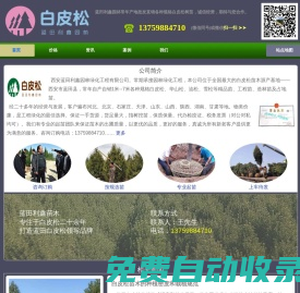 白皮松_陜西白皮松產(chǎn)地直銷報價_藍(lán)田利鑫白皮松園林