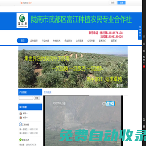 隴南富江油橄欖苗木種植網（油橄欖苗木 隴南油橄欖樹苗 油橄欖小苗 油橄欖行道樹 庭院綠化樹 油橄欖大樹 油橄欖景觀樹）