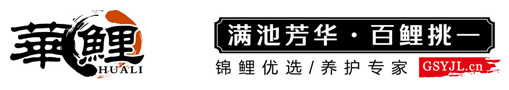 華鯉，日本錦鯉，純種錦鯉，精品錦鯉批發(fā)，錦鯉護(hù)理熱線：13360008867-